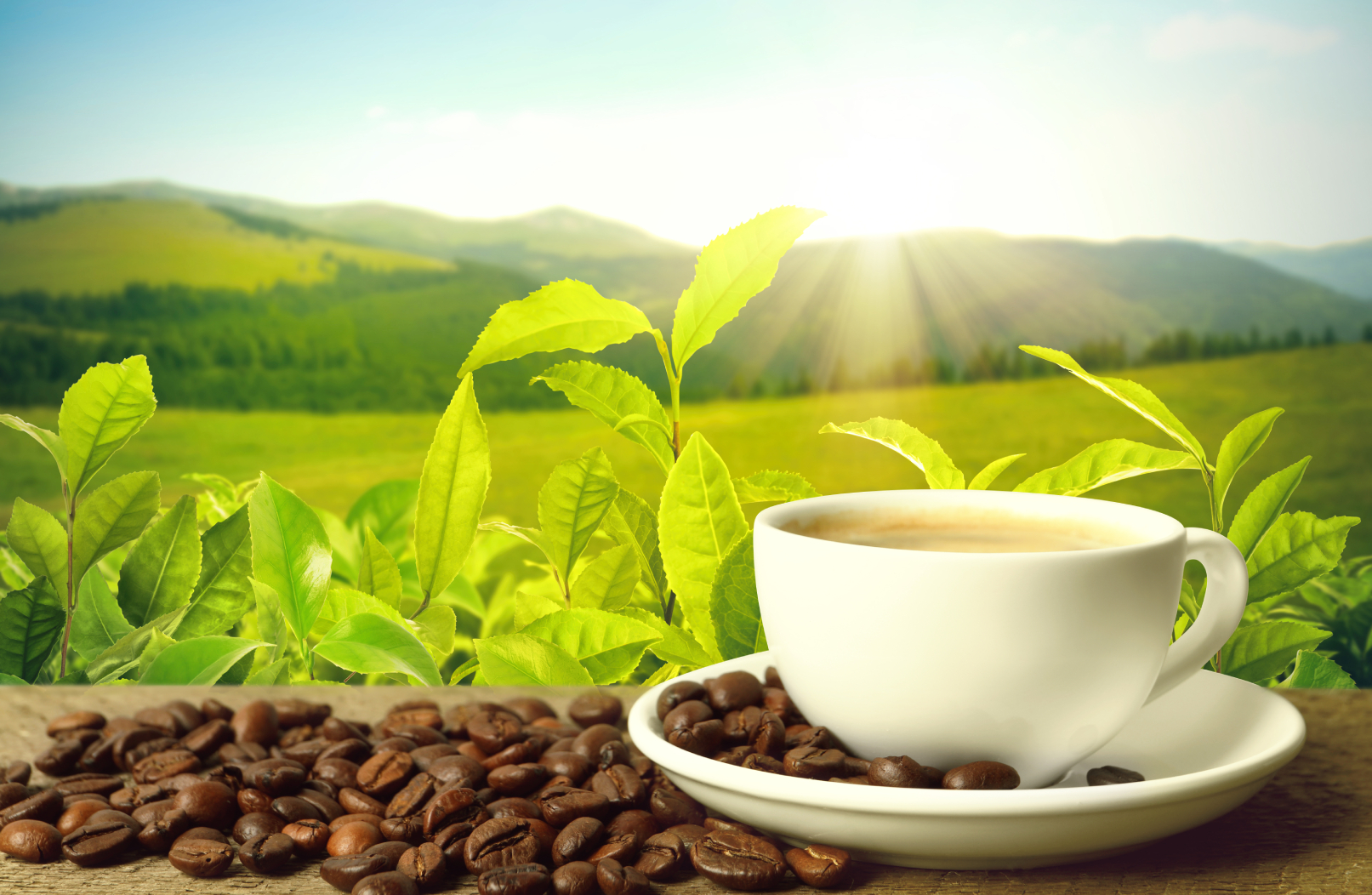 White cup filled with coffee made with Bruhub machines and whole coffee beans scattered on the plate and on the ground on a table against a green sustainable background